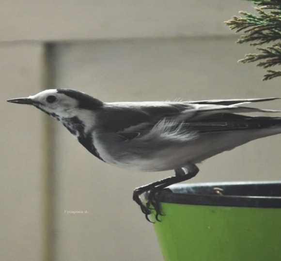 bird